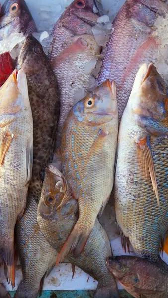 Jenis Ikan dan Perhatian untuk Ibu Hamil
