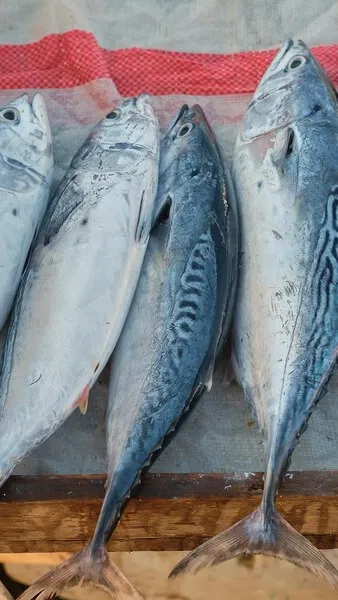 Pemilihan jenis ikan dan cara pengolahan yang tepat menjadi kunci untuk memaksimalkan manfaat kesehatan yang diberikan oleh ikan.