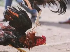 Ayam Bangkok Campuran Tiga Darah