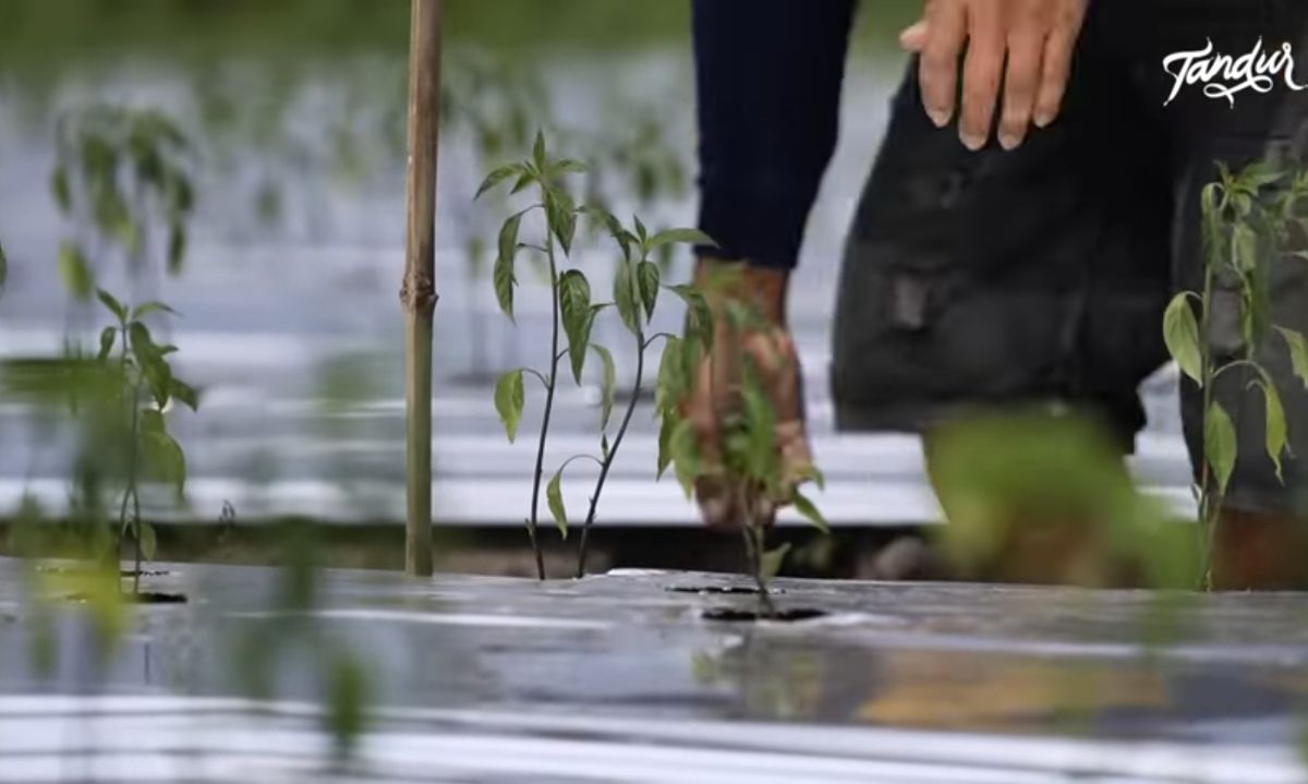 Kisah Sukses Heru, Petani Cabai dari Blitar yang Beromzet Ratusan Juta
