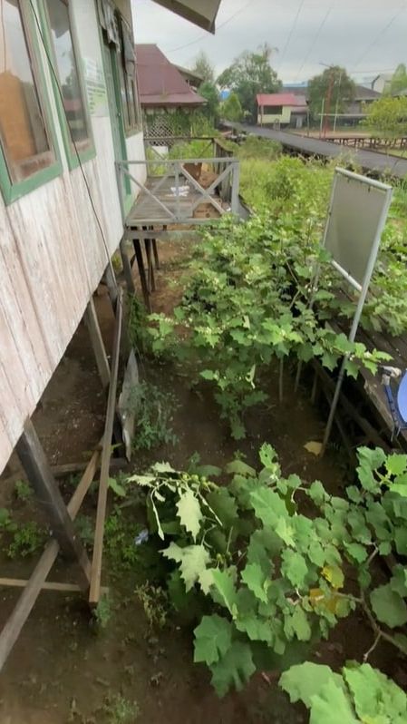 Potret Rumah Kayu di Kalimantan, Teras Ditanam Sayur Bagian Belakang View Sungai