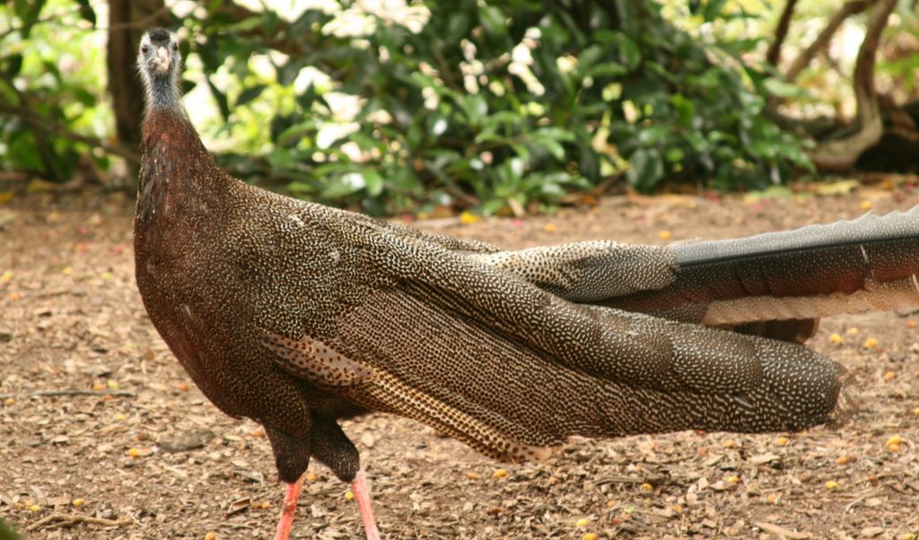 Burung ini dikenal memiliki ciri khas berupa ekor yang menjuntai panjang nan indah dengan warna kecokelatan. <br>