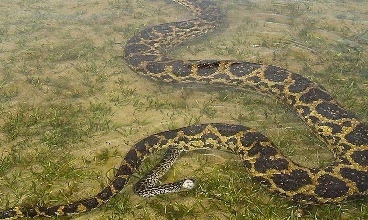 Digigit Ular Berbisa, Pria Ini Bertahan Hidup Sendiri di Dalam Hutan