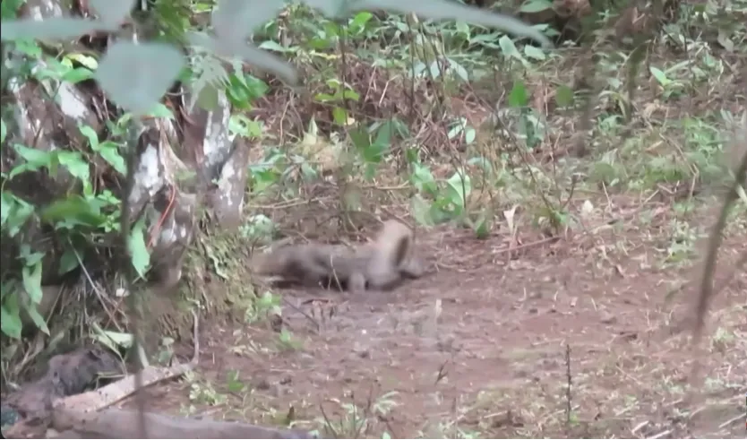 Usai melepaskan sebanyak dua tembakan, sniper ini kembali berhasil melumpuhkan biawak keduanya.