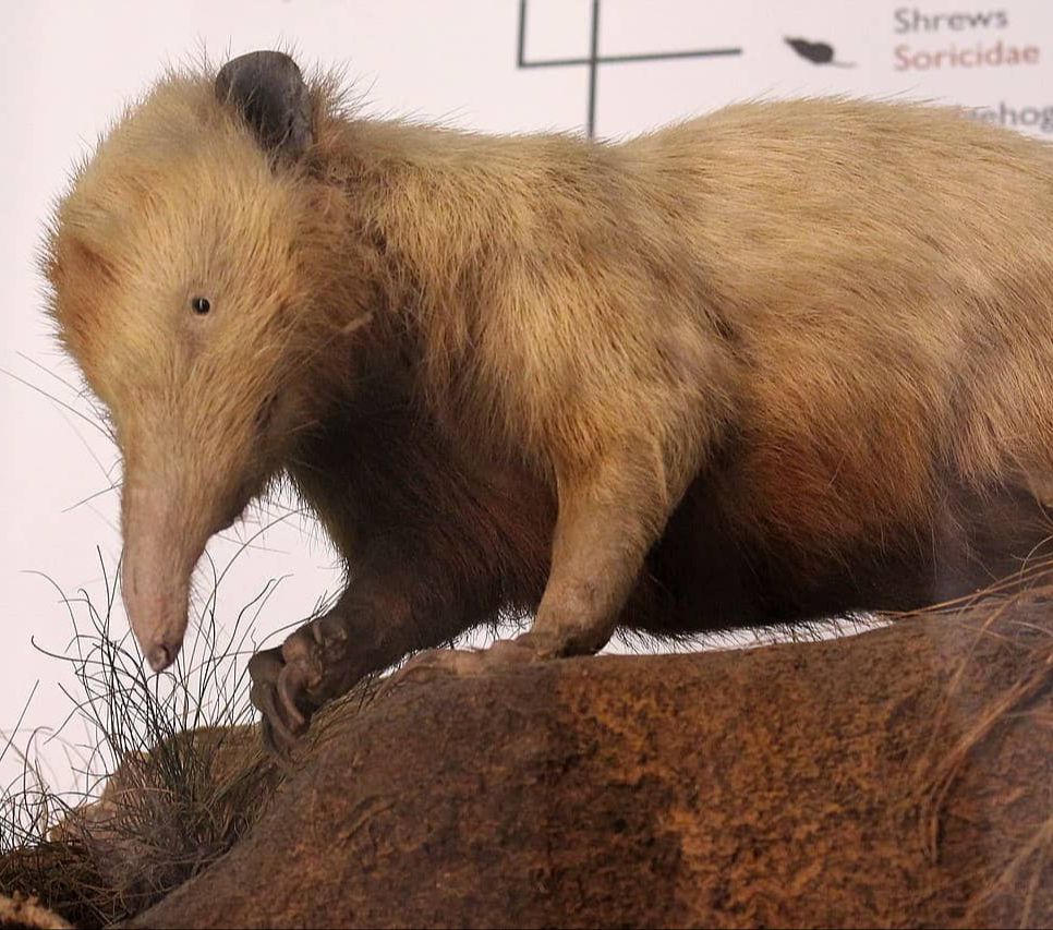 <b>1. Solenodon Kuba (Solenodon cubacus)</b>