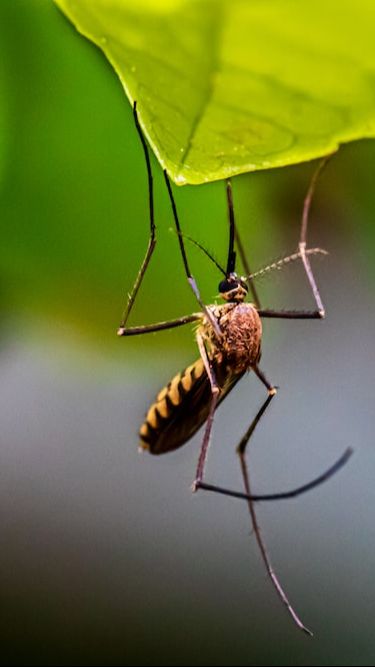 <b>Kelebihan dan Kekurangan Nyamuk Wolbachia, Cara Alami Cegah Demam Berdarah</b>