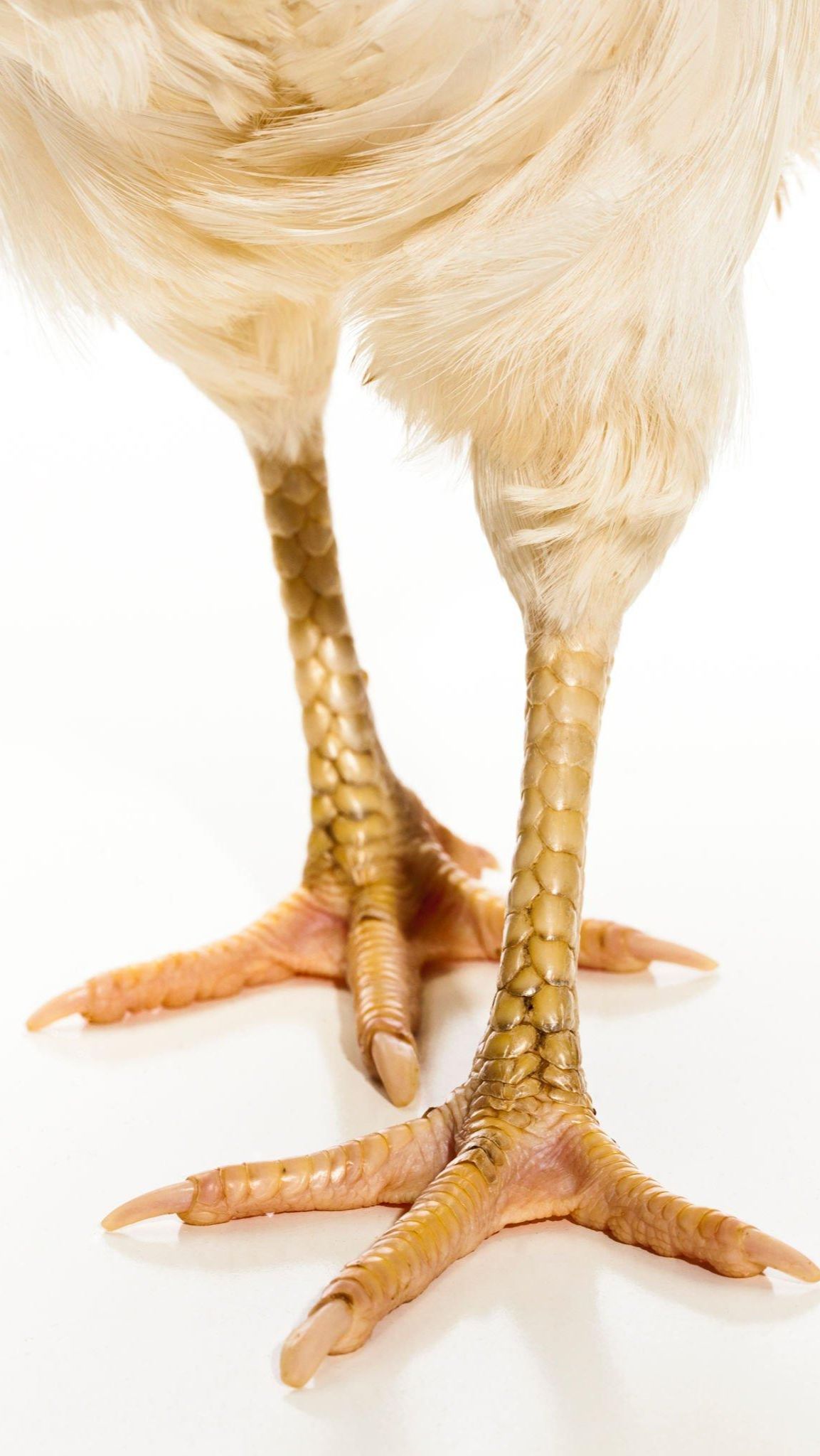 6 Health Benefits of Chicken Feet | trstdly: trusted news in simple english