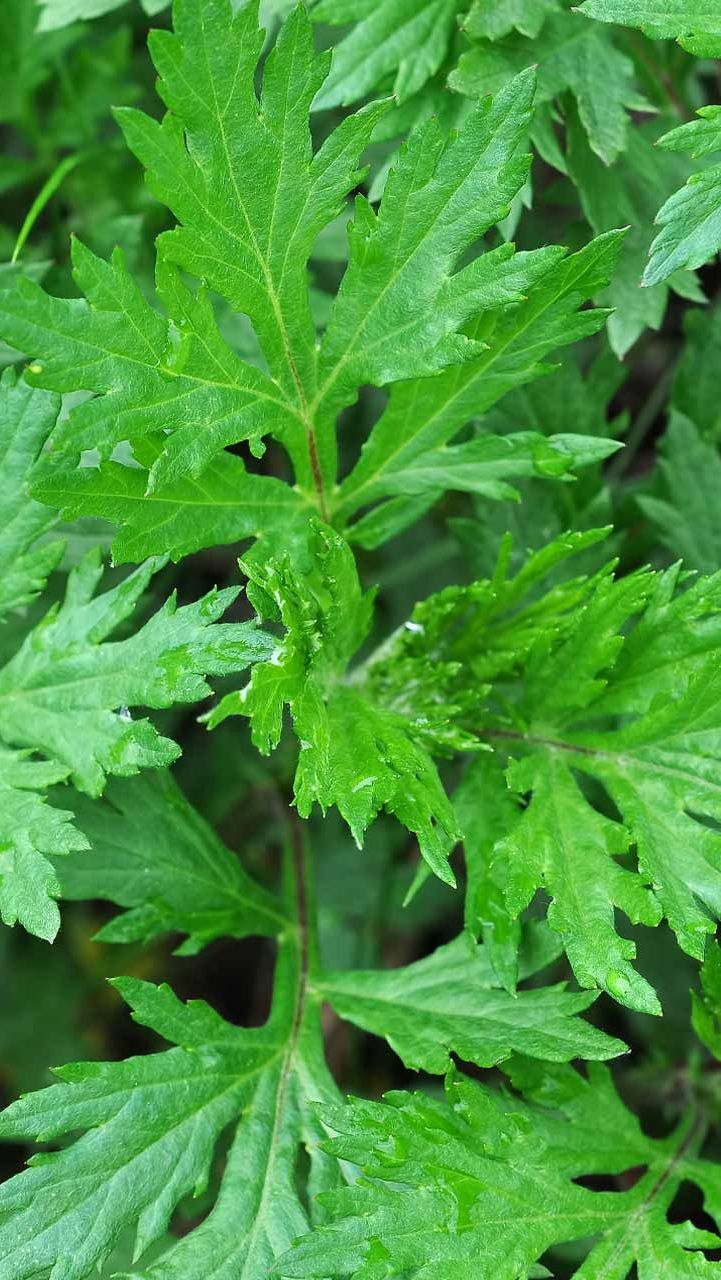 3. Mugwort: Rasa Pahit yang Menyehatkan