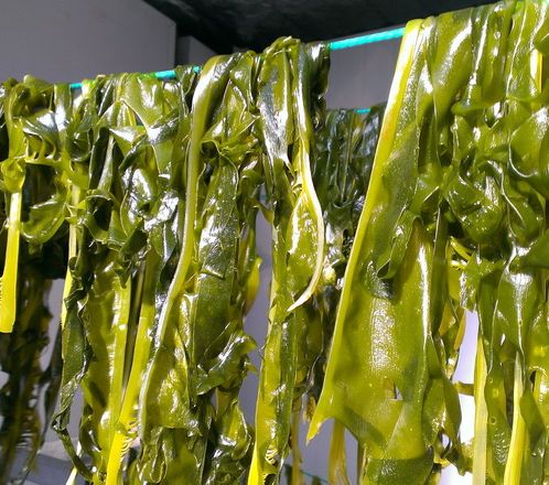 10 Makanan Rahasia Umur Panjang Orang Okinawa Jepang, Makanan Ajaib yang Bisa Orang Indonesia Tiru