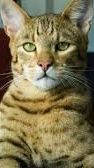 Kucing Allerca yang Punya Gen Unik