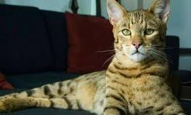 Kucing Termahal di Dunia, Tembus Harga Miliaran