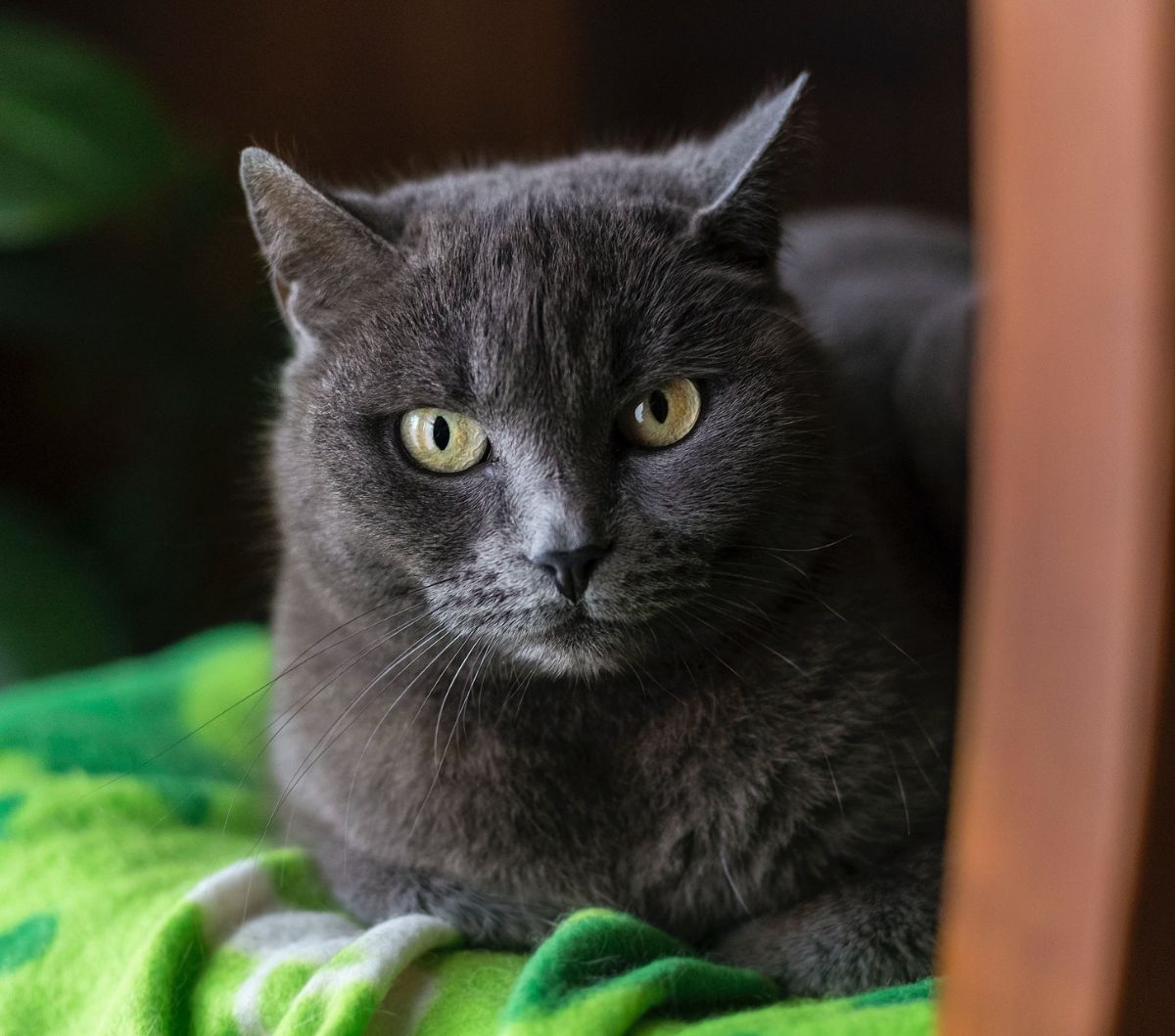 Obat Kucing Sakit Mata Berair dan Belekan, Ketahui Cara Menangani dan Merawatnya