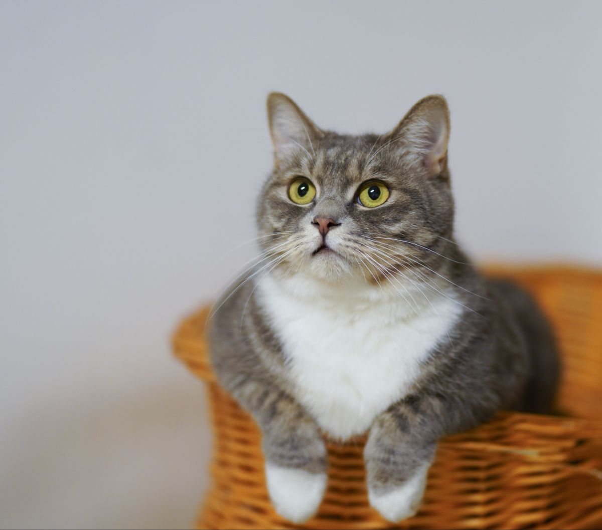 Obat Kucing Sakit Mata Berair dan Belekan, Ketahui Cara Menangani dan Merawatnya