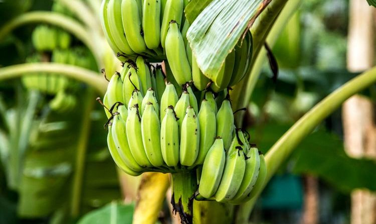 A man from Kurume City, Fukuoka Prefecture, Japan, went unnoticed for two years after planting three banana trees on a busy city street.