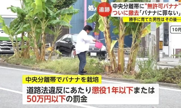 Japanese Man Grows Banana Trees in the Middle of City Road for Two Years