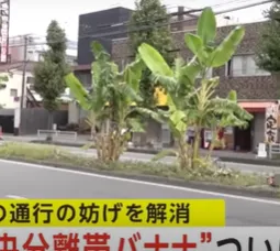 Japanese Man Grows Banana Trees in the Middle of City Road for Two Years