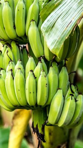Japanese Man Grows Banana Trees in the Middle of City Road for Two Years<br>