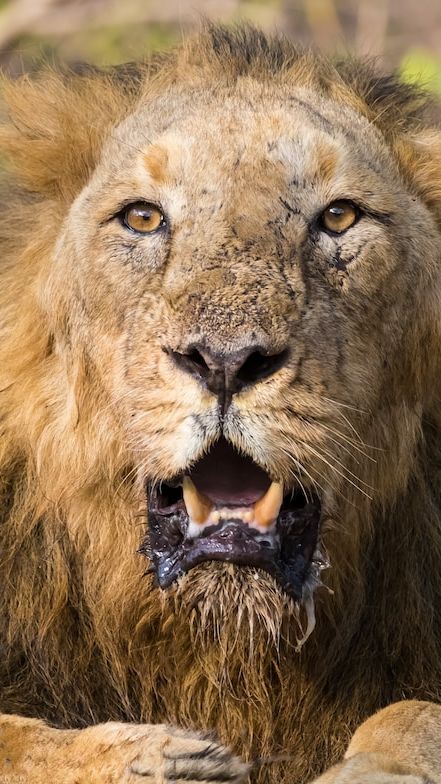 4. Gir National Park