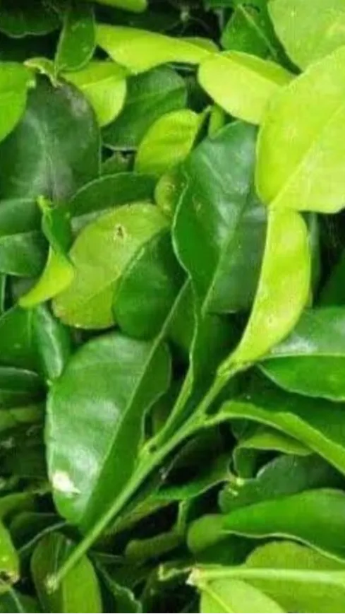 Buah dan daunnya dapat dikonsumsi, dengan daun jeruk purut memiliki aroma khas yang sering digunakan sebagai bumbu aromatik dalam masakan.