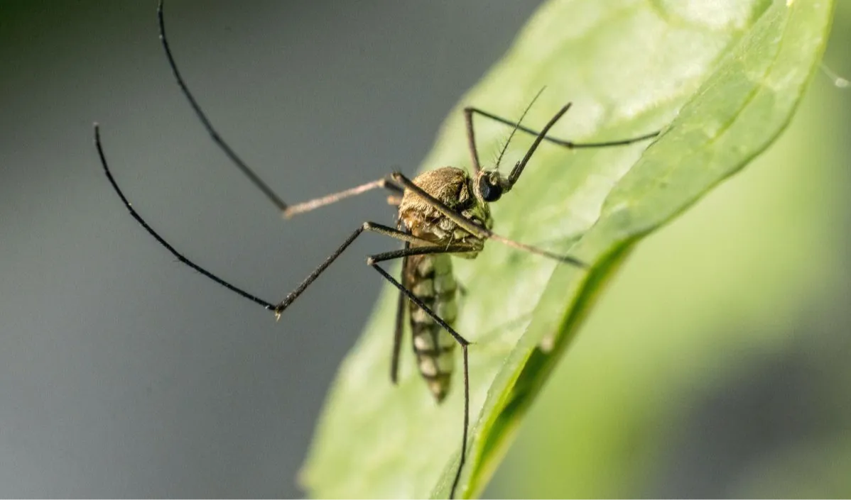 Ngabila menambahkan, wolbachia merupakan inovasi yang baik, aman, efektif untuk menekan kasus DBD di Indonesia. <br>