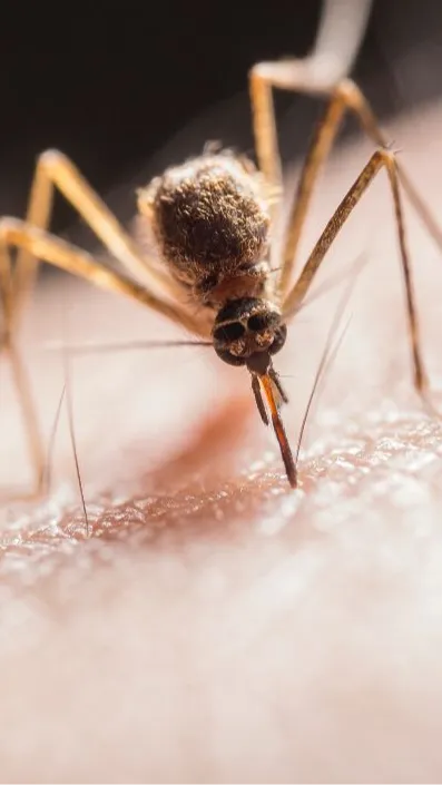 Kemenkes: Wolbachia Bisa Bikin Nyamuk Penyebab DBD Mandul