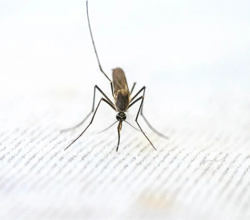 Kemenkes: Wolbachia Bisa Bikin Nyamuk Penyebab DBD Mandul