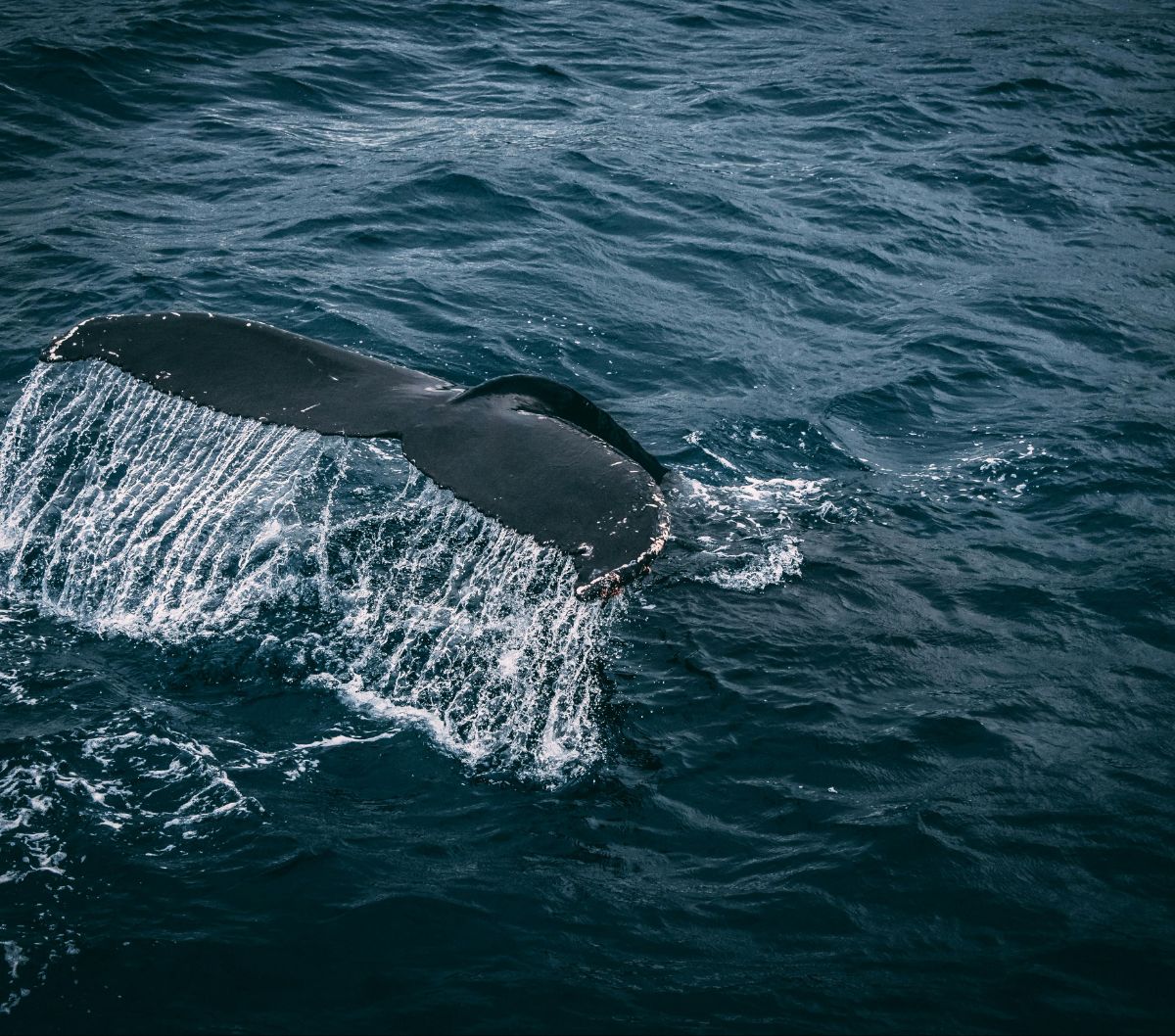 The Loneliest 52 Hz Whale, Benarkah Paus Paling Kesepian di Dunia, Tak Punya Kawanan hingga Pasangan Hidup?