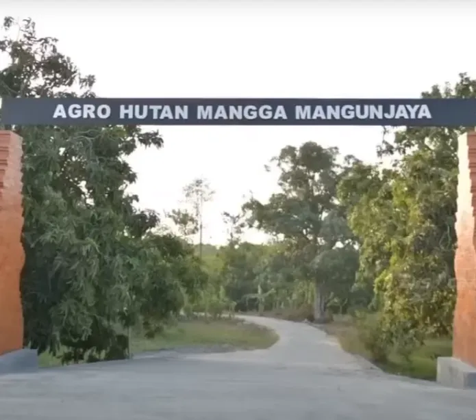 Mengunjungi Hutan Mangga di Indramayu, Luasnya 200 Hektare dan Ada Pohon Purba Raksasa