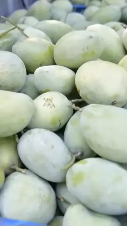 Mengunjungi Hutan Mangga di Indramayu, Luasnya 200 Hektare dan Ada Pohon Purba Raksasa
