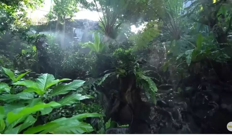 Pepohonan Hijau