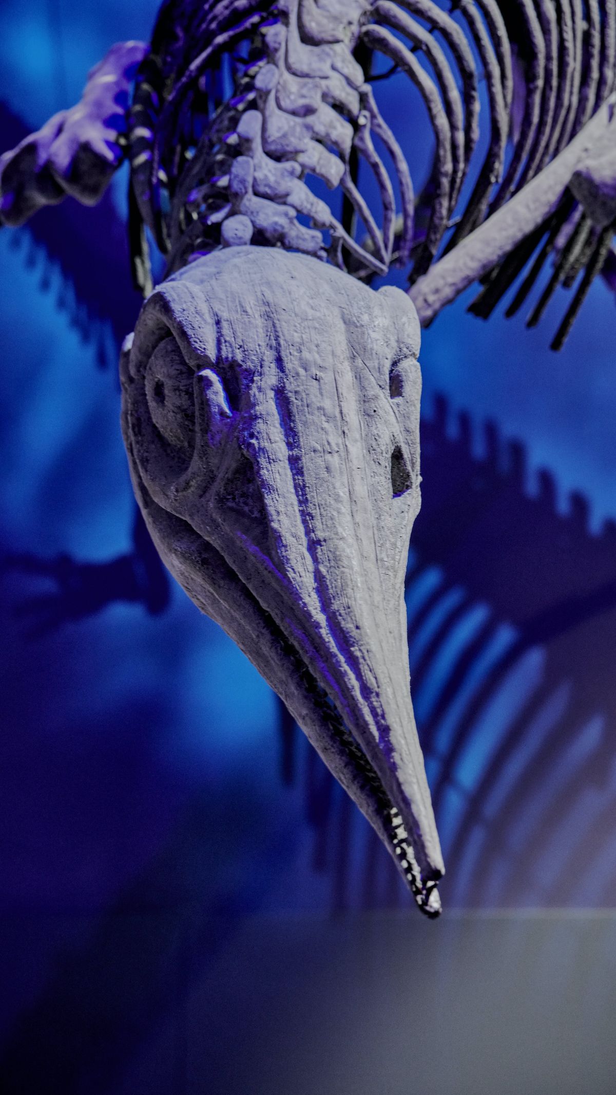 Penemuan Predator Purba Paling Buas Sebelum Zaman Dinosaurus, Hidup 265 Juta Tahun Lalu