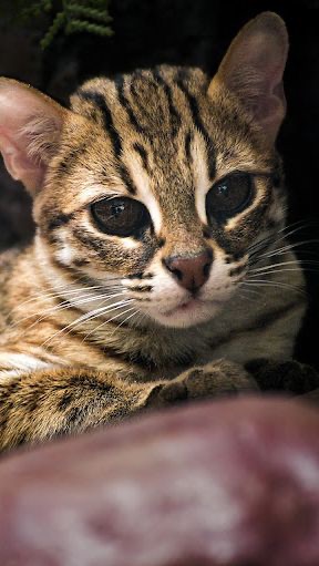 Deretan Kucing Liar Asal Indonesia yang Langka dan Terancam Punah