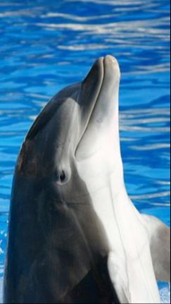 2. Lumba-Lumba Botol (Bottlenose Dolphins)