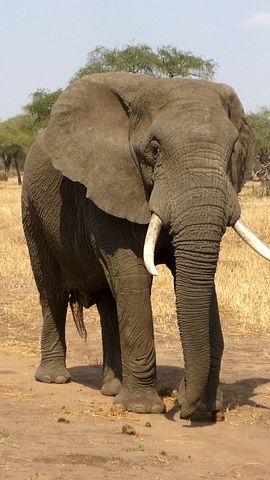 4. Gajah
