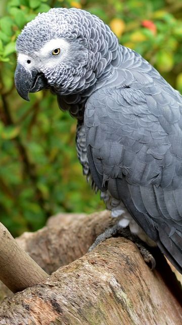 5.Burung Kakatua Abu-Abu Afrika