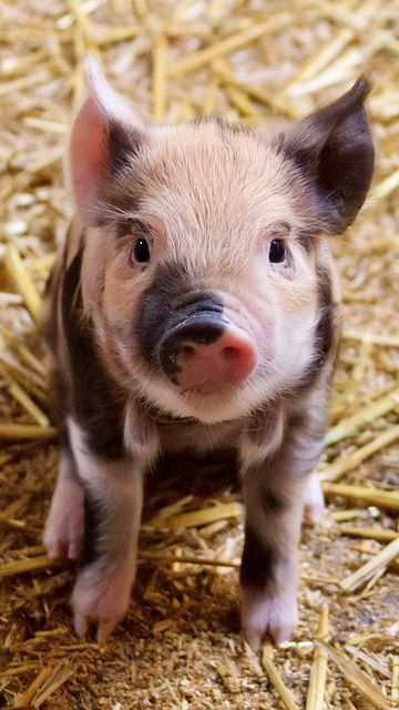 7. Babi