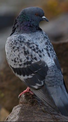 9. Burung Merpati
