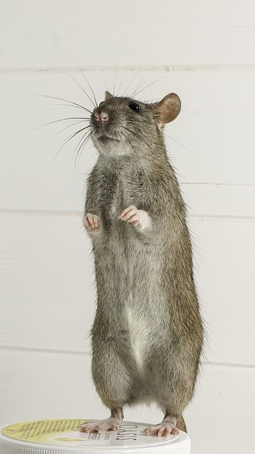 10. Tikus