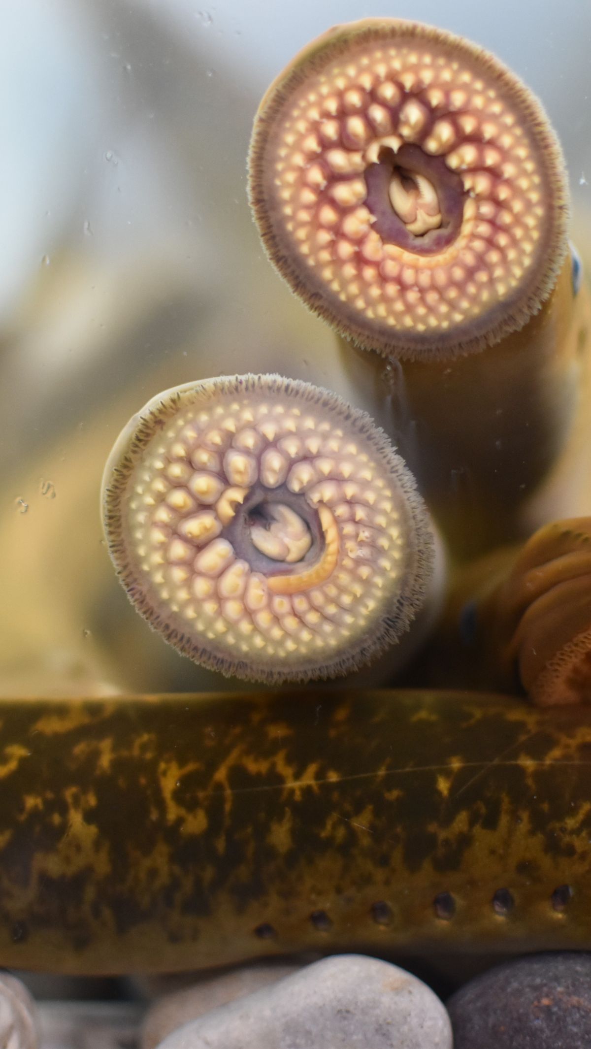2 Spesies Lamprey Kuno Terbesar Akhirnya Ditemukan, Ikan dengan Wujud Mengerikan