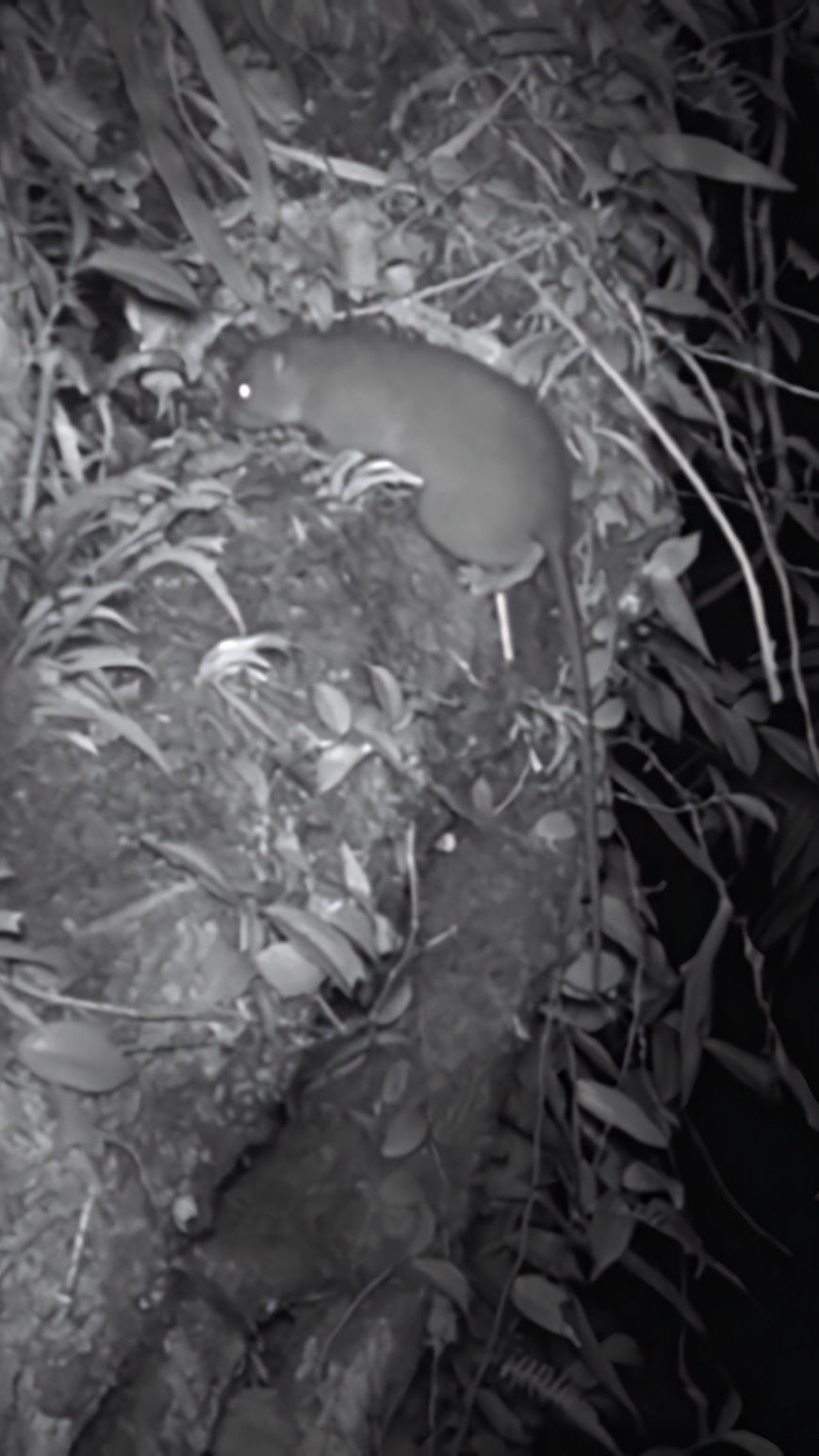 TIkus Raksasa Langka dan Misterius Terekam Kamera untuk Pertama Kali