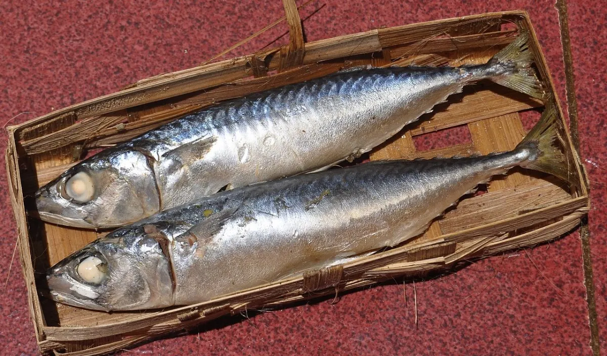 2. Ikan Kembung