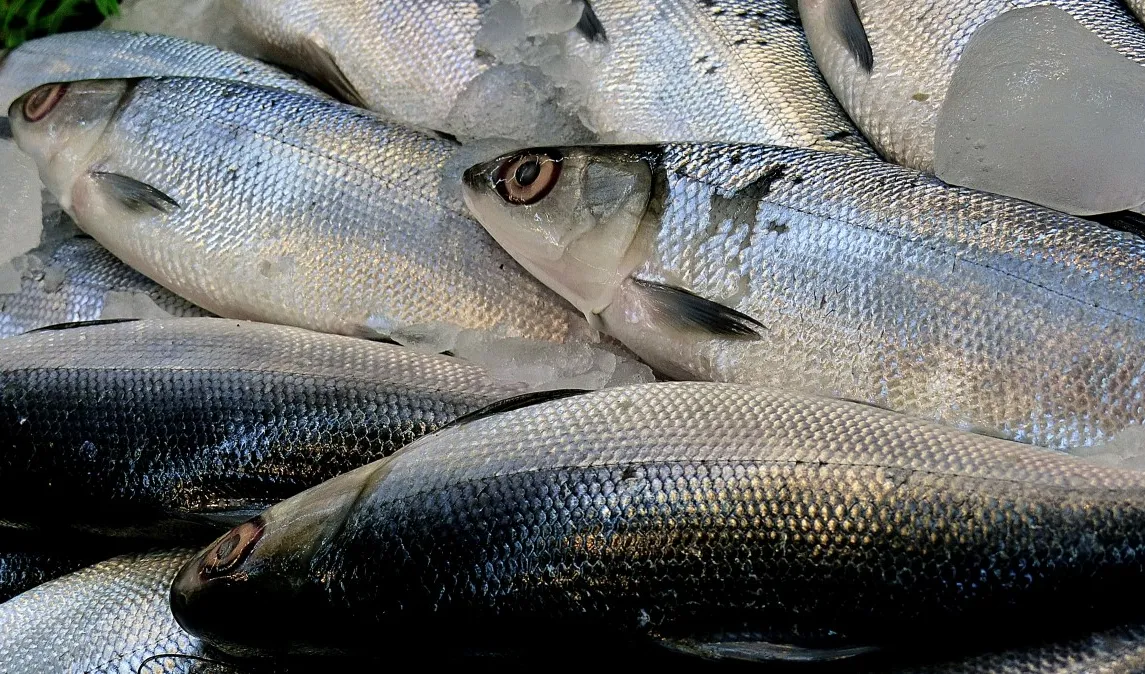 3. Ikan Bandeng