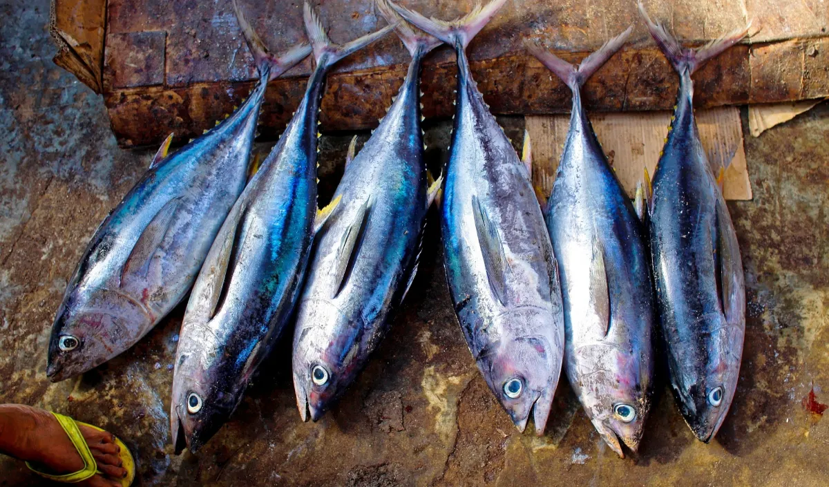 7. Ikan Tuna