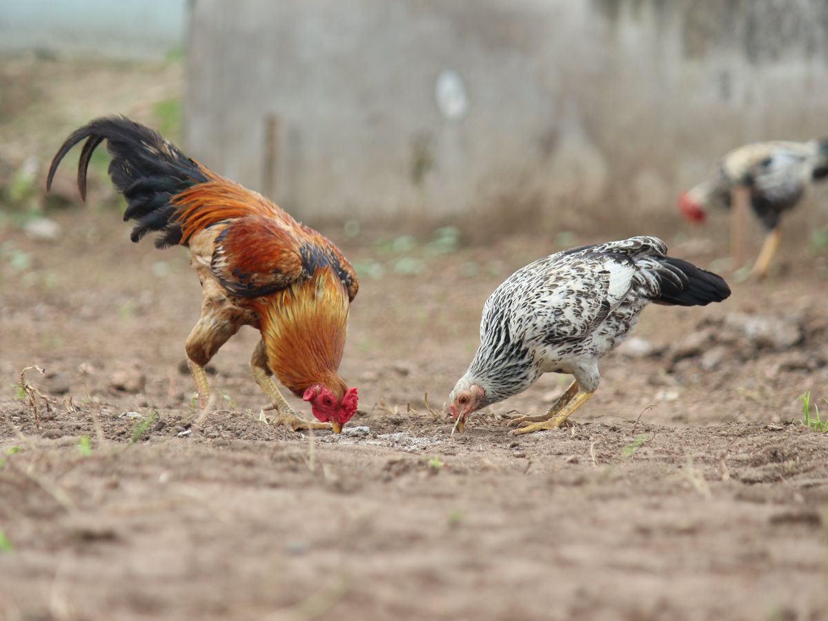 Penyebab Ayam Berkokok di Malam Hari dan Anjuran untuk Berdoa