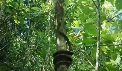 Tetapi, apabila batang pohon tersebut terlalu licin, ular umumnya akan melilitinya beberapa kali.