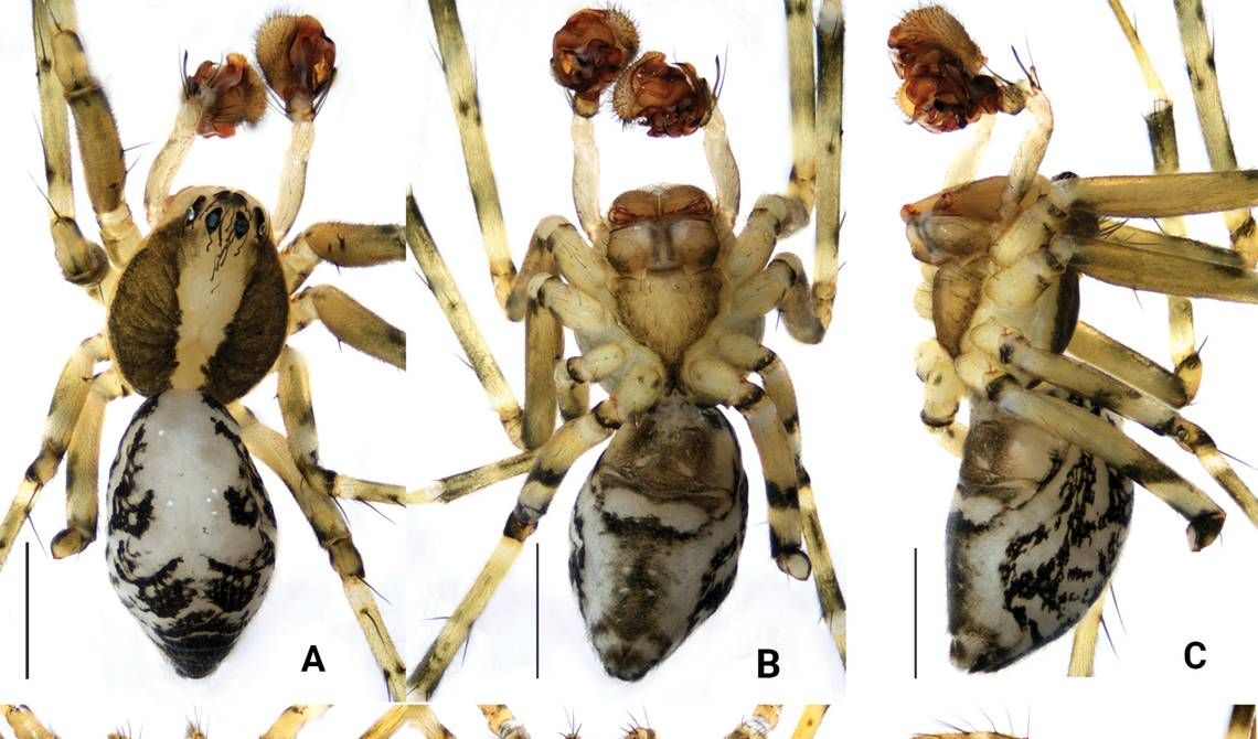 Species BaruLaba-laba