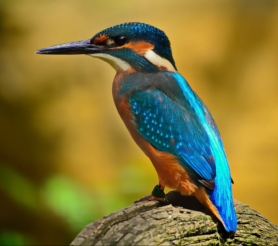 Yang dapat dipastikan adalah bahwa evolusi kaki mirip burung ini secara resmi dinyatakan jutaan tahun lebih tua dari perkiraan awal kita.