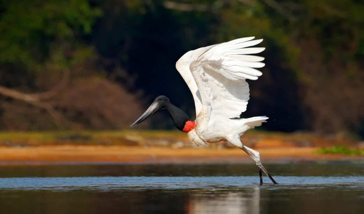 4. Jabiru