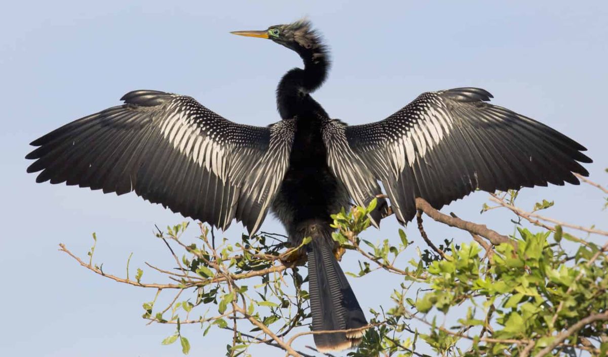 8. Anhinga