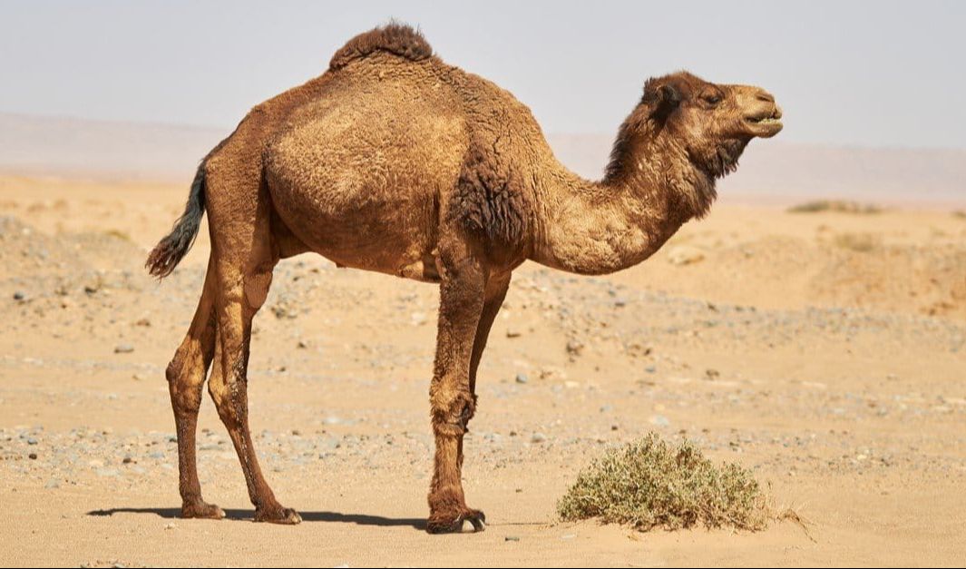 11. Unta Dromedary